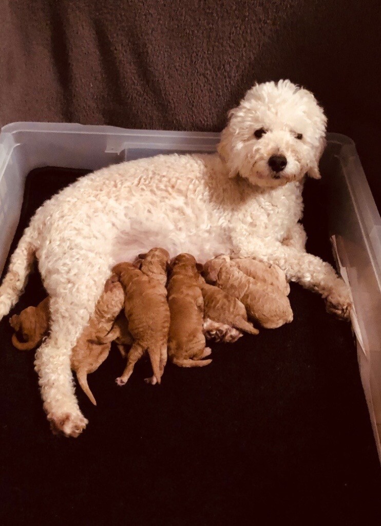 apricot poodle puppies for sale